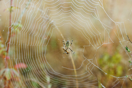 Argiope bruennichi spider on a web
