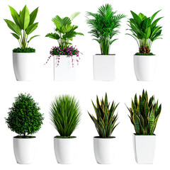 Diverse Potted Plants Collection: A diverse collection of potted plants in sleek, modern planters, each specimen showcasing its unique foliage and adding a touch of nature's beauty to any space.