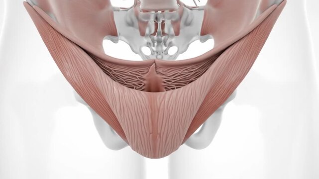 Detailed anatomical illustration of the human pelvic floor muscles and fascia
