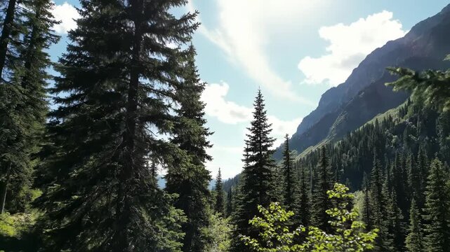 View through dense evergreen tree branches towards a sunlit forest canopy and distant mountain peak vector illustration
