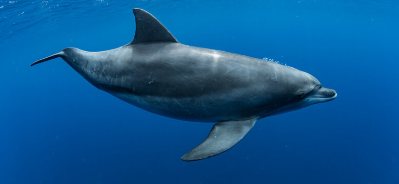 Indian ocean bottlenose dolphin