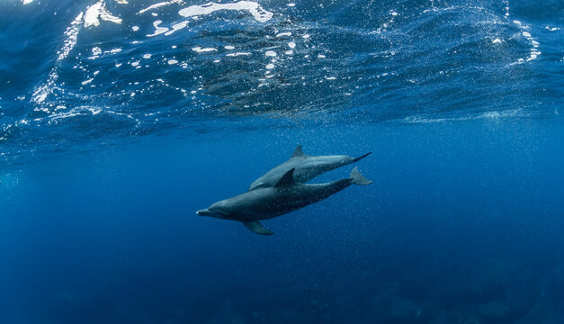 Indian ocean bottlenose dolphin