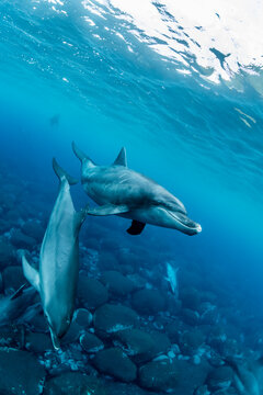 Indian ocean bottlenose dolphin