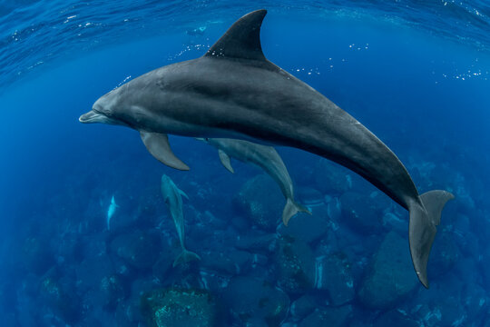 Indian ocean bottlenose dolphin