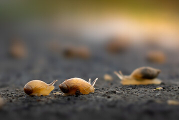snail on the ground