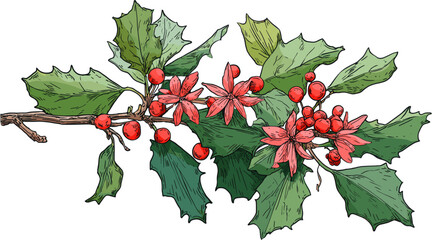 Fototapeta premium Holly tree branch with berries, flowers and leaves, in clip art style, isolated on white background