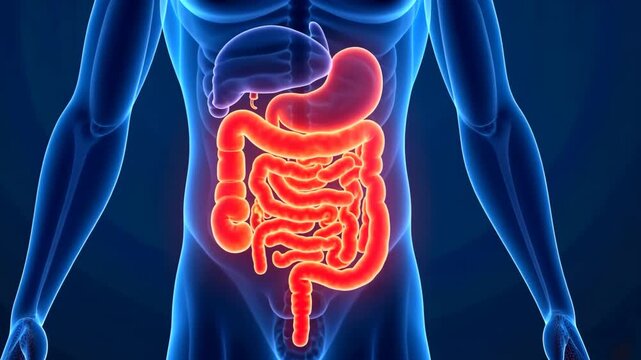 human digestive system highlighted in male body close up, medical illustration, educational and healthcare uses, zoom in