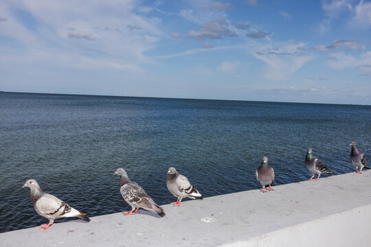 Pigeons at the sea