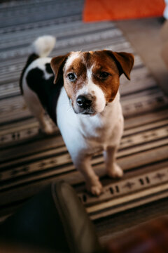 Small Dog Standing on a Patterned Rug in a Cozy Room