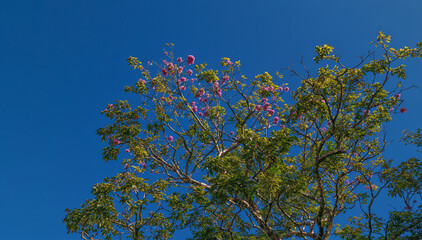 Pink Tree Orchids and Green Leaves under Clear Blue  Sky.