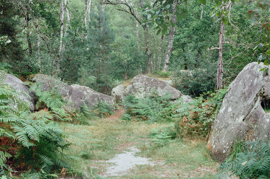 Landscape view of Fountaineblueau in film 