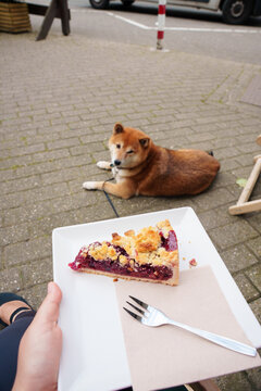 Cherry pie and shiba inu