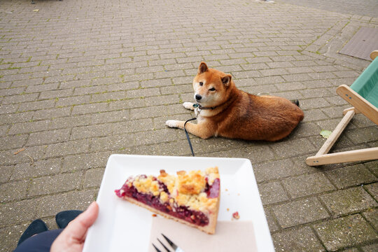 Cherry pie and shiba inu