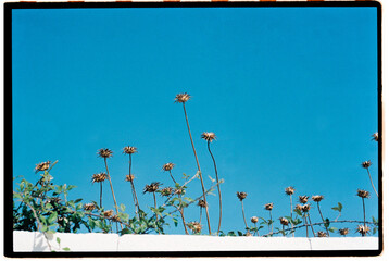 Dry flowers against clear blue sky