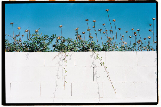 White wall and plants under blue sky