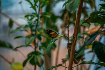 When nature layers beauty on beauty, Audubon Insectarium, New Orleans, Louisiana, United States of America