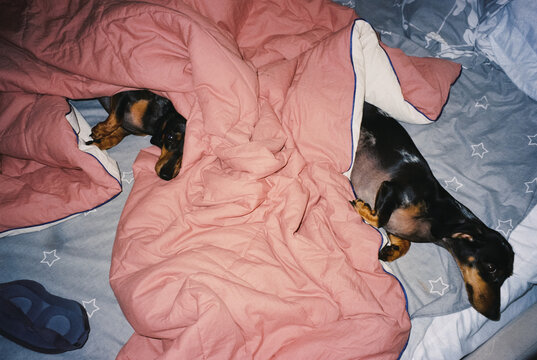  Dachshunds Sleeping Under Blanket on Bed