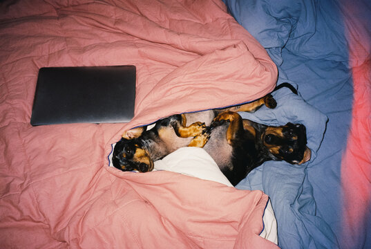 Dachshunds Cuddling with Laptop on Bed