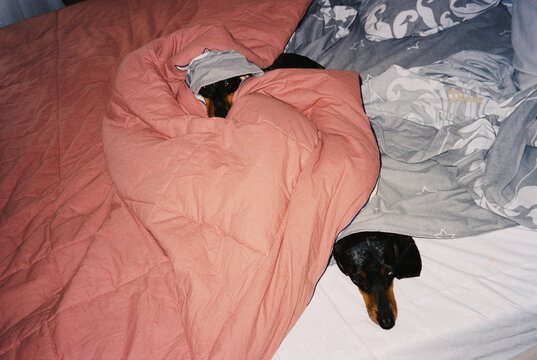 Sleepy Dachshunds Cozy Under Blanket