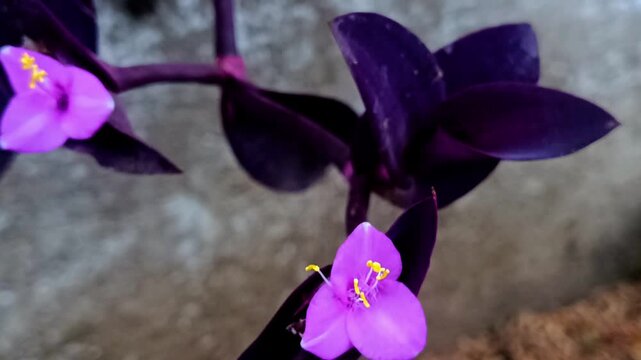 Close up of a Tradescantia pallida 'Purpurea' showcasing its vibrant purple leaves and delicate pink flowers, against a blurred natural