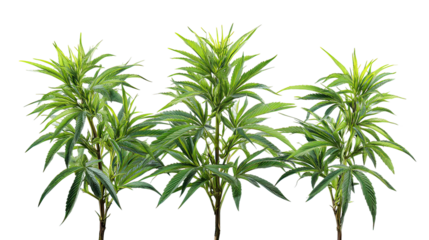 Three hemp plants side by side isolated on transparent background