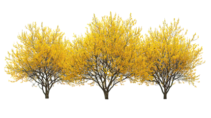 Three winter forsythia flowering trees with yellow blossoms aligned side by side on transparent background