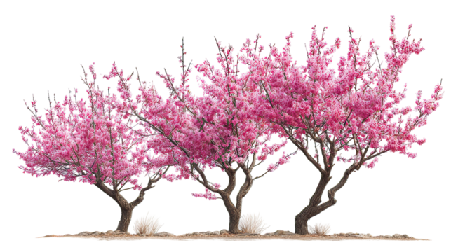 Three winter peach blossom trees with bright pink flowers side by side on transparent background