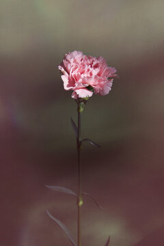 Pink carnation flower standing tall in soft focus background