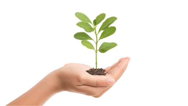 Young Plant Growing in Hand - Symbol of Growth and Care