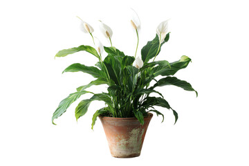 Fototapeta premium Peace lily plant in a terracotta pot isolated on transparent background