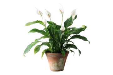 Peace lily plant in a terracotta pot isolated on transparent background