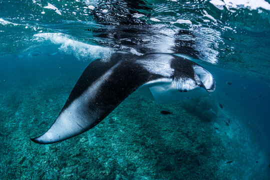 Front view of a manta ray