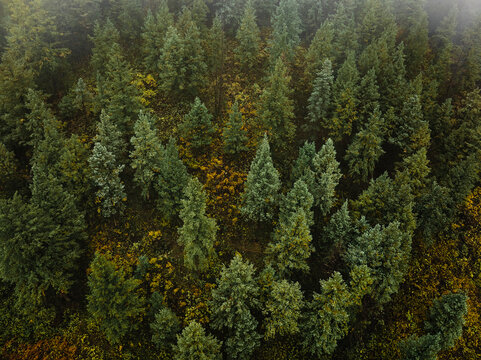 Aerial view of tree forest