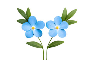 Fototapeta premium Hyperrealistic Blue Forget-Me-Nots on Black Background
