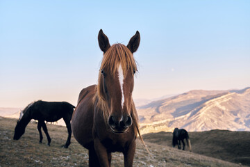 Horses grazing in a serene mountain landscape during sunset