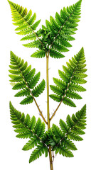 Fern fronds symmetrically arranged on a central stem