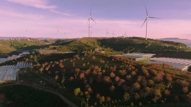 4K Aerial Sunrise Himalayan Cherry Blossoms, Tea Hills in Da Lat, Vietnam
blooming pink cherry trees scattered among lush green tea rows during a golden sunrise among wind turbines