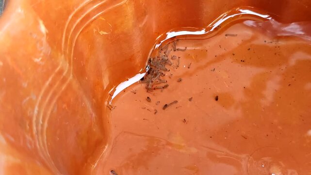 mosquito larvae nest in puddles of water in plastic containers