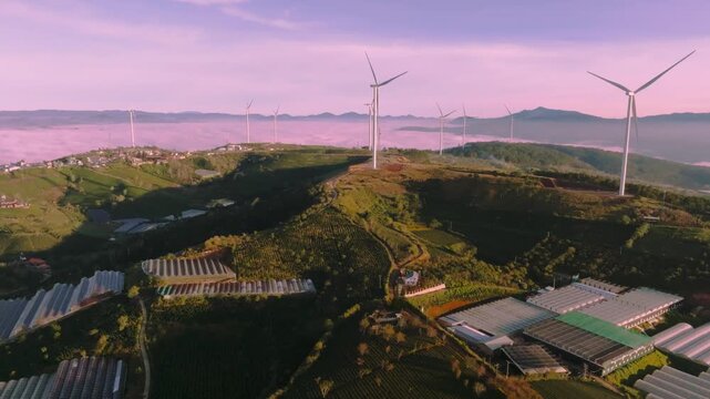 4K Aerial Sunrise Himalayan Cherry Blossoms, Tea Hills in Da Lat, Vietnam
blooming pink cherry trees scattered among lush green tea rows during a golden sunrise among wind turbines