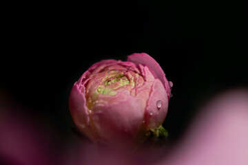 flor de ranunculo asiatico sobre fondo negro 