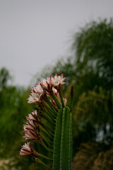 Cactus florecido