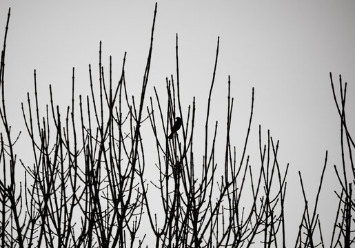 Pajaro sobre arbol en contraluz