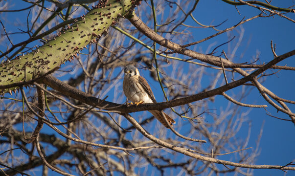 Ave cernicalo americano en su habitat natural
