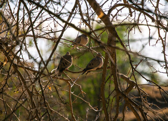Palomas posando al sol en un árbol