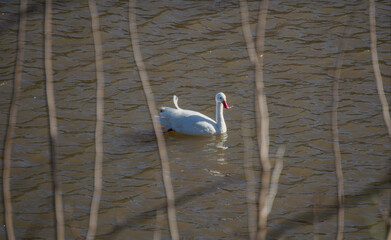 Ganso nadando en el r&iacute;o
