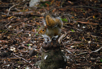 Ardilla posando curiosa sobre un tronco