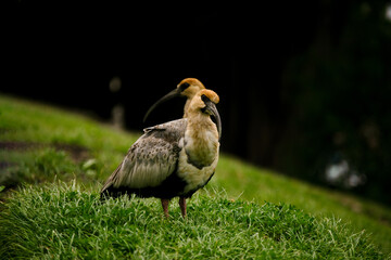 Aves bandurrias observando