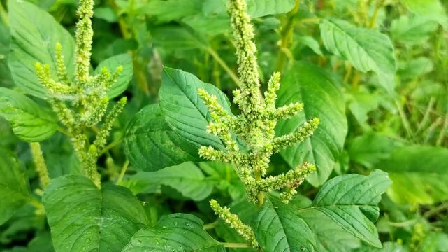 Spiny amaranth or Prickly amaranth or Thorny amaranth or Spiny pigweed (Amaranthus spinosus). A wild plant widely known for its traditional medicinal properties.
