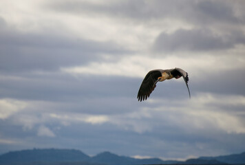 Bandurria ave volando