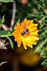 Honeybee on bright calendula flower in closeup view
